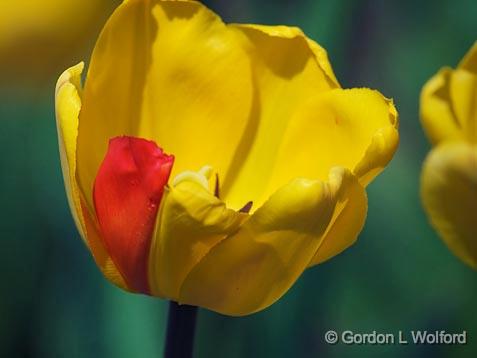 One Red Petal_53198.jpg